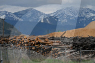 Montana Logging Industry