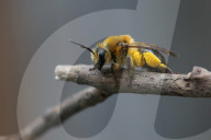 Dunning's Mining Bee