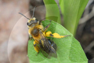 Dunning's Mining Bee