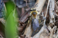 Dunning's Mining Bee