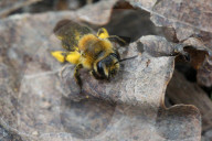 Dunning's Mining Bee