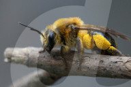 Dunning's Mining Bee