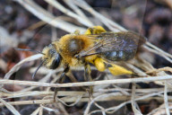 Dunning's Mining Bee
