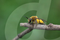Dunning's Mining Bee