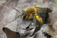 Dunning's Mining Bee