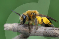 Dunning's Mining Bee
