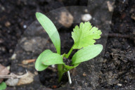 Coriander Plants Growing In Toronto, Canada