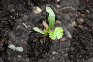 Coriander Plants Growing In Toronto, Canada