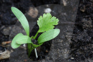 Coriander Plants Growing In Toronto, Canada