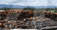 Montana Logging Industry