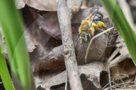 Dunning's Mining Bee