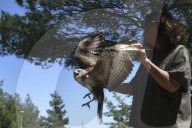 Mount Dionysos wild birds sanctuary release program