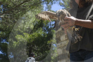 Mount Dionysos wild birds sanctuary release program