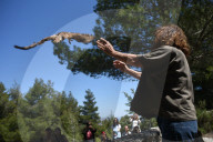 Mount Dionysos wild birds sanctuary release program