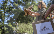 Mount Dionysos wild birds sanctuary release program
