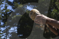 Mount Dionysos wild birds sanctuary release program