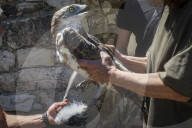 Mount Dionysos wild birds sanctuary release program