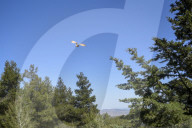 Mount Dionysos wild birds sanctuary release program