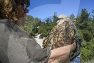Mount Dionysos wild birds sanctuary release program