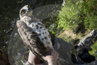 Mount Dionysos wild birds sanctuary release program