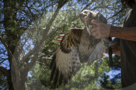 Mount Dionysos wild birds sanctuary release program