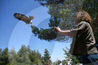 Mount Dionysos wild birds sanctuary release program