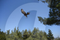 Mount Dionysos wild birds sanctuary release program