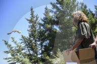 Mount Dionysos wild birds sanctuary release program