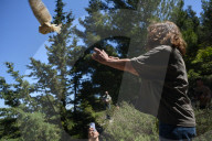 Mount Dionysos wild birds sanctuary release program