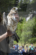 Mount Dionysos wild birds sanctuary release program