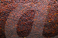 Brassica Napus - Mustard Seeds