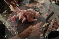 Bangladesh: Emerging Pathogen Found in Chicken Meat
