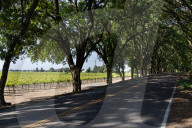 Grapevines Receive Direct Sunlight Along Netherlands Avenue In Clarksburg