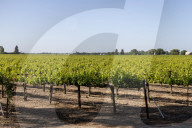 Grapevines Receive Direct Sunlight Along Netherlands Avenue In Clarksburg