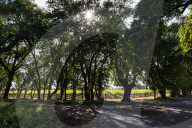 Grapevines Receive Direct Sunlight Along Netherlands Avenue In Clarksburg