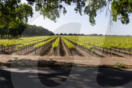 Grapevines Receive Direct Sunlight Along Netherlands Avenue In Clarksburg