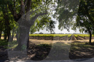 Grapevines Receive Direct Sunlight Along Netherlands Avenue In Clarksburg
