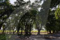 Grapevines Receive Direct Sunlight Along Netherlands Avenue In Clarksburg