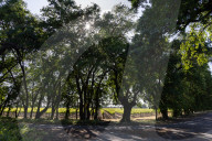 Grapevines Receive Direct Sunlight Along Netherlands Avenue In Clarksburg