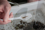 'Irreplaceable habitat': planning bill raises fears for England's chalk streams.