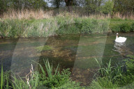 'Irreplaceable habitat': planning bill raises fears for England's chalk streams.