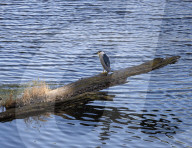 Black-crowned Night Heron Within San Joaquin River Delta