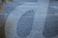 Black-crowned Night Heron In The Sacramento-San Joaquin River Delta