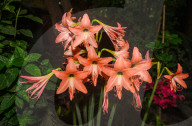 Amaryllis Belladonna - Jersey Lily - Malaria Prevention