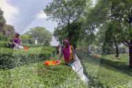 Tea Plucking Season On Full Bloom in India