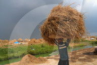 Harvest Festival In The Haor Region Of Bangladesh