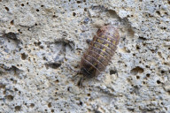 Pill Bug