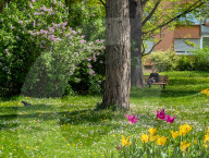 Blooming Spring Flower Bed In A Bavarian Park