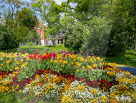 Blooming Spring Flower Bed In A Bavarian Park