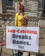 PETA Injured 'Chickens' Protest Whitehall in London, UK.